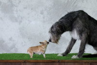 Un petit et un gros chien se reniflent le nez