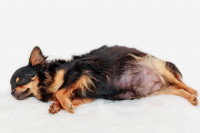 Une femelle Chihuahua gestante couchée sur le sol