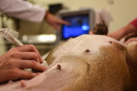 Un vétérinaire fait une échographie à une chienne gestante