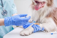 Un vétérinaire fait une injection à la patte d'un chien