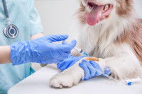 Une injection d’aglépristone
