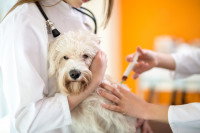 Une infirmière tient un chien pendant une piqûre