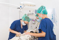 Deux vétérinaires en train d'opérer un chien