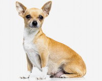 Un Chihuahua sur un fond blanc