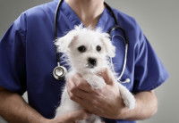 Comment choisir un vétérinaire pour l’avortement d’une chienne ?