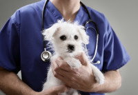 Un vétérinaire tient un jeune chiot blanc dans ses bras