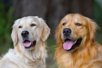 Deux Golden Retrievers côte à côte dans un parc