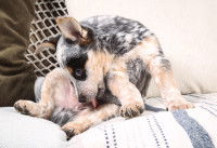 Une femelle se lèche l'arrière-train sur un canapé