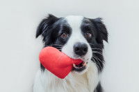 Un Border Collie tient un petit coeur dans sa gueule