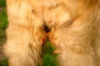 Des écoulements sanguins d'une chienne pendant les chaleurs