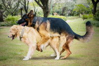 Deux grands chiens s'accouplent dans un parc