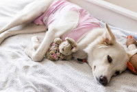 Une chienne qui vient d'être stérilisée se repose sur un lit