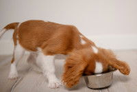 Un petit chien dévore sa pitance dans sa gamelle