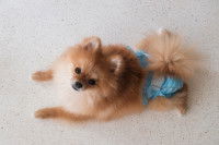 Une petite chienne avec une culotte hygiénique allongée sur le sol