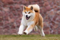 Une jeune chienne Akita Inu court dans un jardin