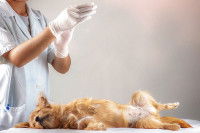 Les risques de l’hermaphrodisme pour un chien