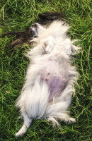 Le pseudo-hermaphrodisme femelle