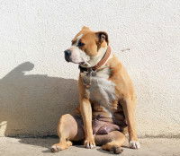 Le pseudo-hermaphrodisme mâle