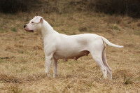 L’hermaphrodisme vrai