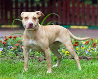 Pitbull hermaphrodite vrai