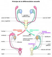 Les causes du pseudo-hermaphrodisme mâle