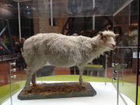 Dolly, premier mammifère cloné