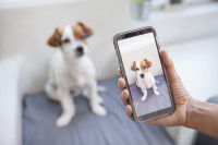 Le marché du clonage des chiens, un marché d’avenir ?