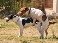 L'accouplement chez le chien