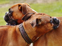 Les problèmes rencontrés lors de la saillie d'un chien