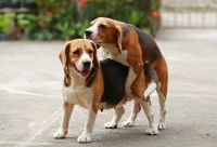 Deux chiens Beagle en train de s'accoupler
