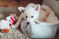 Un chiot Shiba Inu tout blanc dans son panier