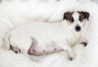 Une chienne gestante allongée sur un tapis blanc