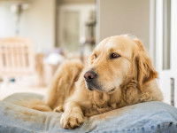Préparer la chienne psychologiquement