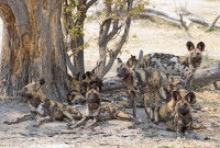 Les causes d'une grossesse nerveuse chez la chienne