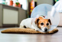 Le traitement de la grossesse nerveuse chez le chien