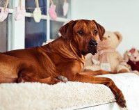 Prévenir les grossesses nerveuses chez le chien