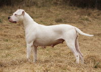 Les symptômes d'une grossesse nerveuse chez la chienne