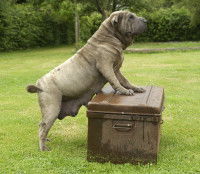 Qu'est-ce qu'une grossesse nerveuse canine ?