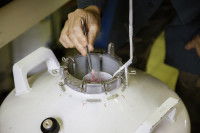 L’insémination en semence congelée