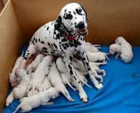 Que faire pour réussir l'insémination artificielle d'un chien ?