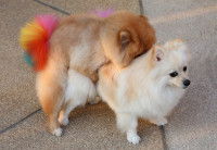 Insémination artificielle : pour quels chiens ?