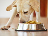 L'alimentation de la chienne après la parturition