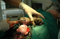 Le mauvais placement du chiot