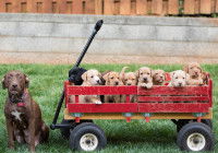 Les démarches légales et administratives suivant la naissance des chiots