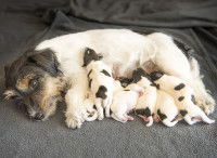 Les soins de la chienne après la mise bas