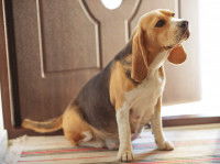 Une chienne Beagle fait une grossesse nerveuse