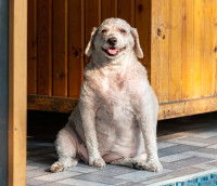 Un chien en surpoids assis sur le sol