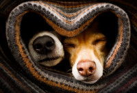 Deux chiens emmitoufflés dans une couverture