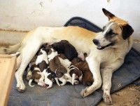 Une chienne allaite ses petits nouveaux-nés