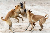 Trois chiens se battent entre eux sur une plage